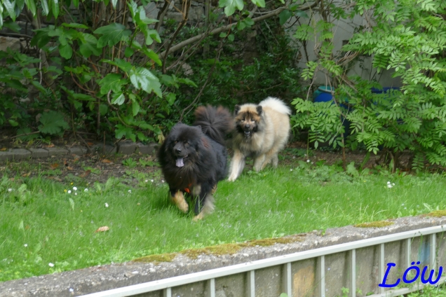 19.5.2024 Im Garten geht's rund